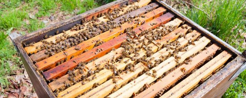 养蜂怎么给蜜蜂喂水，分别详细介绍