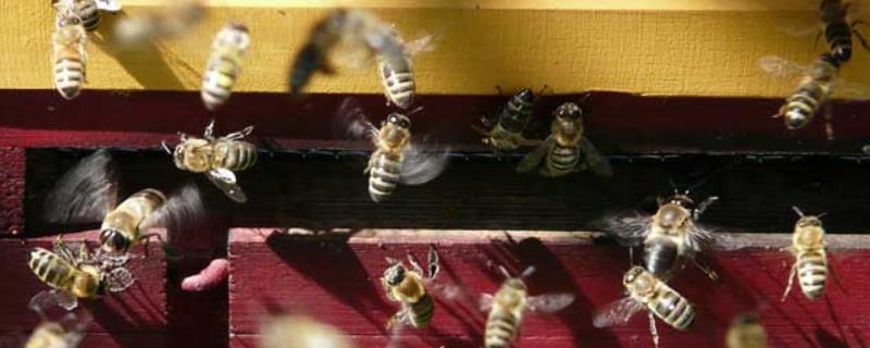 割蜜后为什么蜜蜂出逃，详细介绍