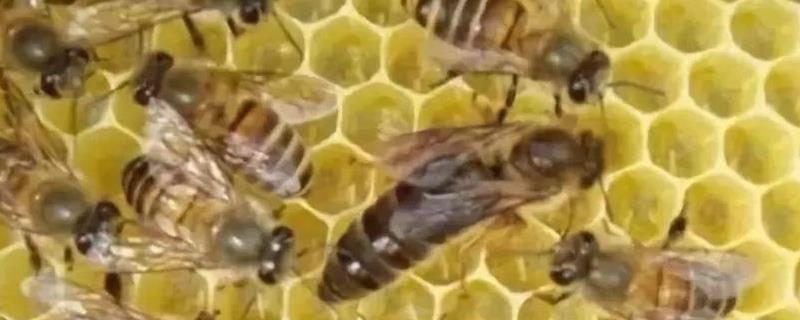 工蜂产卵可以育王吗，工蜂产卵有哪些危害