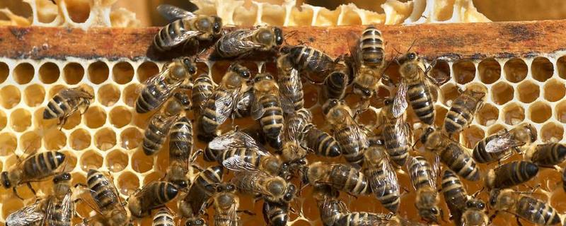 蜜蜂幼虫吃什么食物，蜜蜂幼虫多久能出房