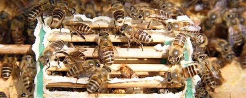 蜂群在什么时候会围王，详细介绍这六种情况