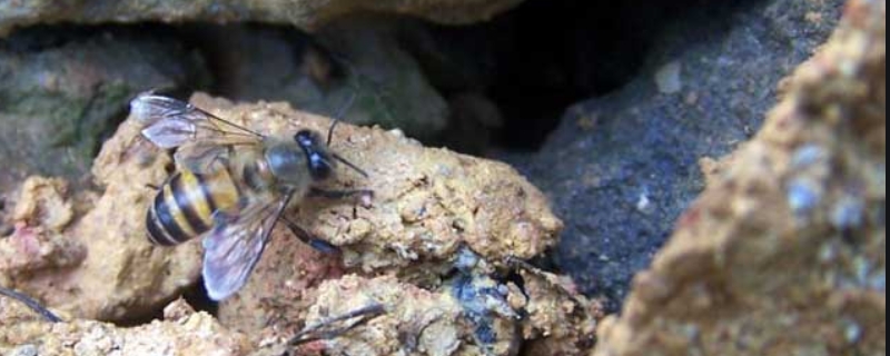 石洞里的野生蜜蜂如何收捕，野生蜜蜂收捕要点
