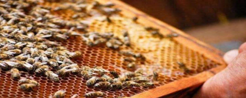 怎么正确给蜜蜂加脾？看完就会知道