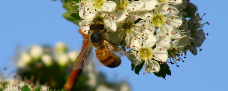蜜蜂养殖有哪些秘诀，做好这几点