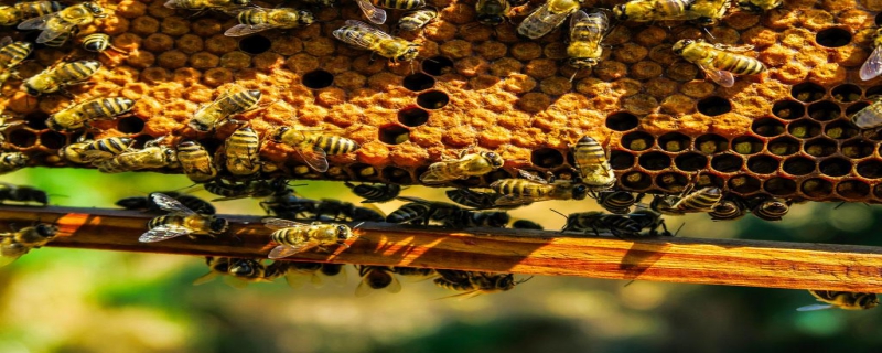 怎么引来蜜蜂自己养殖？附详细描述