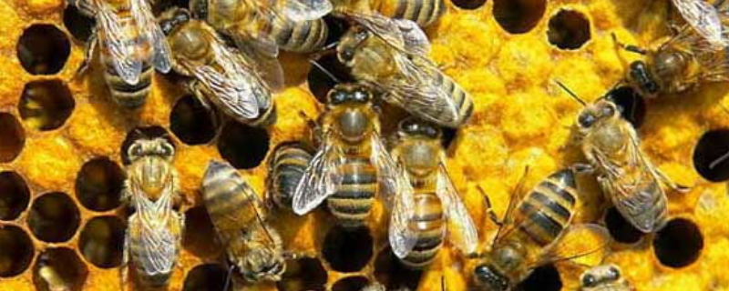 土蜂割蜜技术及注意事项，附土蜂割蜜的最佳时间