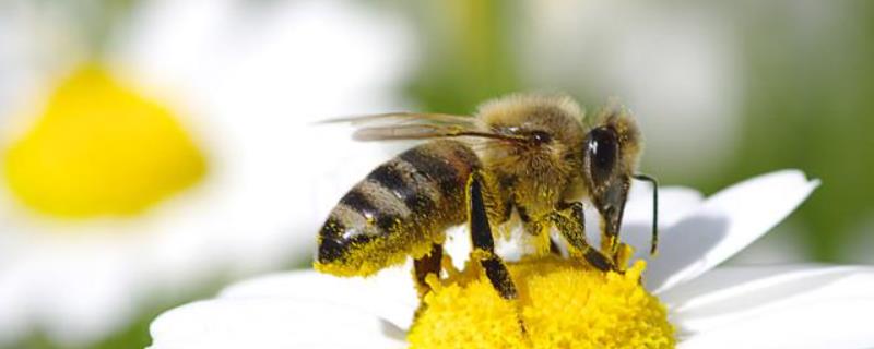 土蜂蜜是什么蜜蜂产的，附其蜜源结构