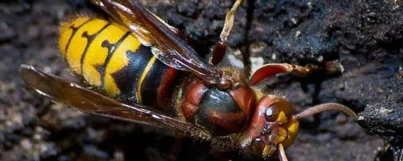 牛角蜂(大胡蜂)的毒性大吗，附典型特征