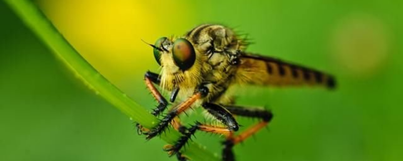 赤眼蜂是益虫还是害虫，赤眼蜂有哪些寄生习性