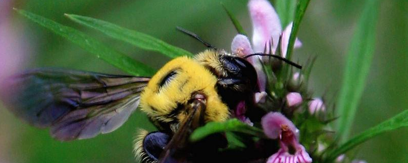 无刺蜂的形态特征，生活习性是什么
