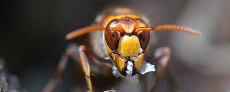 金环胡蜂vs日本大黄蜂谁厉害，金环胡蜂有哪些天敌和种类