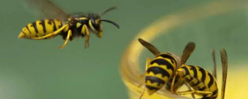 胡蜂和蜜蜂的的区别，详细如下