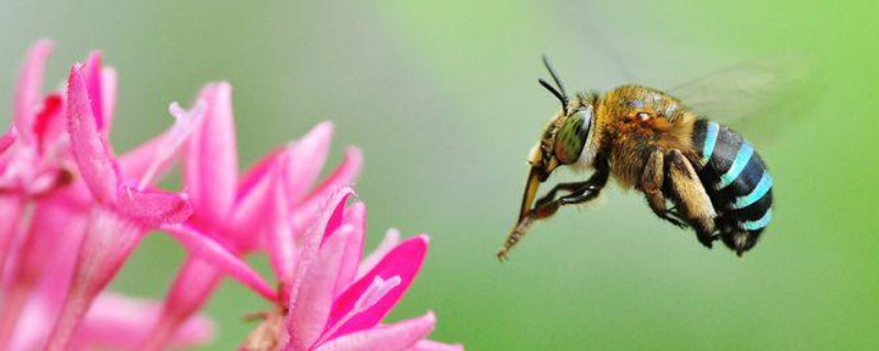 蜜蜂的生长和发育过程，详细介绍
