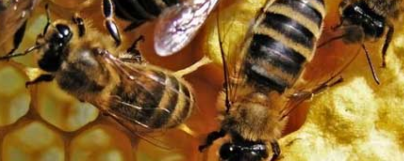 蜜蜂怎么越冬才安全，适宜的温度有利蜂群越冬