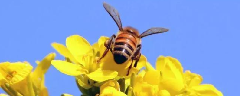 欧洲黑蜂，附外观特征