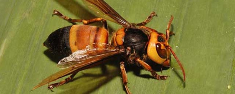 虎头蜂的天敌是什么动物，虎头蜂有哪些种类