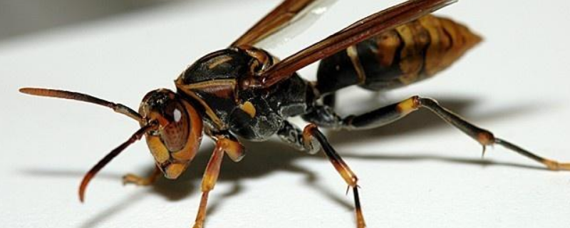 黑盾胡蜂的毒性大吗，黑盾胡蜂的典型特征是什么