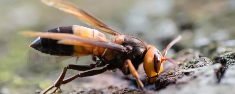 虎头蜂蜂蛹几月份最多，虎头蜂蜂蛹有哪些功效