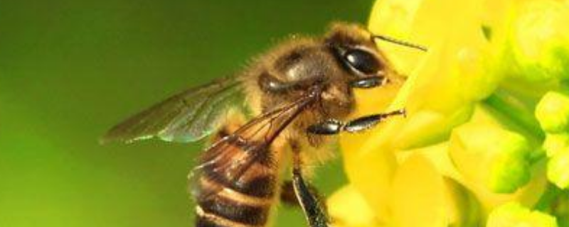 蜜蜂秋季怎么快速繁殖，详细介绍