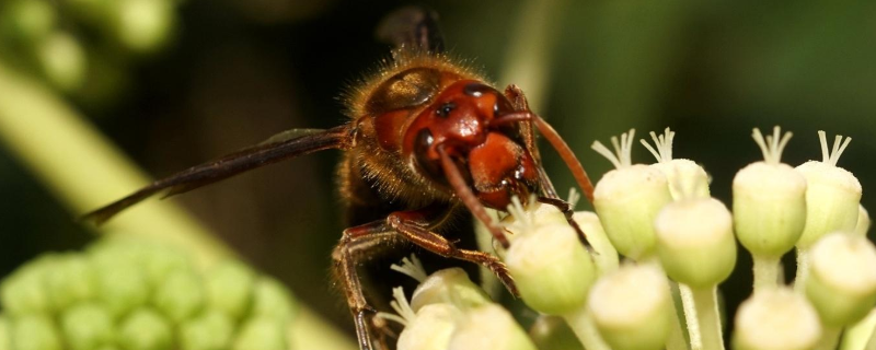 黄脚虎头蜂的毒性强吗，附典型特征