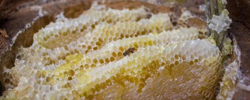 蜂巢蜜为什么嚼不烂，蜂巢蜜能直接食用吗