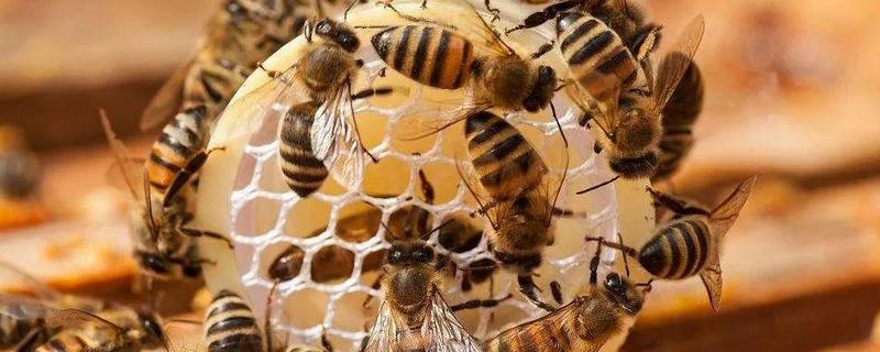 蜜蜂王国是怎么分工的，蜂群中三型蜂分工明确、各司其职