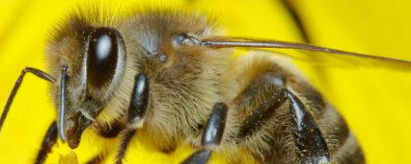 蜜蜂冬季养殖管理技术，附强越冬的重要性
