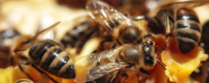 自然分蜂有什么征兆，附蜂群分群