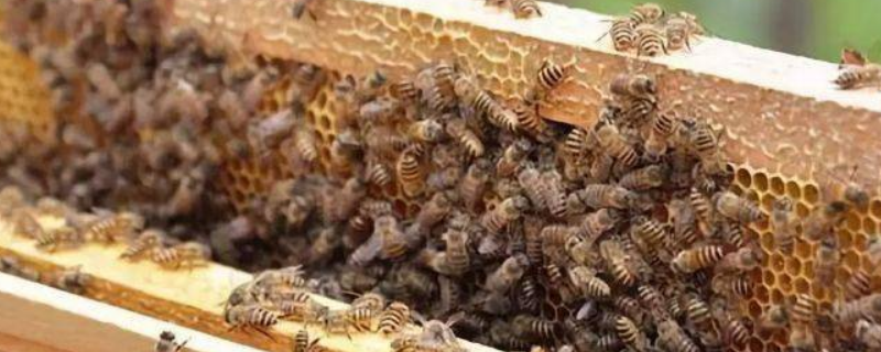 空蜂箱怎么引来蜜蜂，要做好以下几点