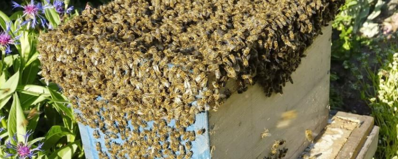 怎样用自然王台人工分蜂，附分蜂时间