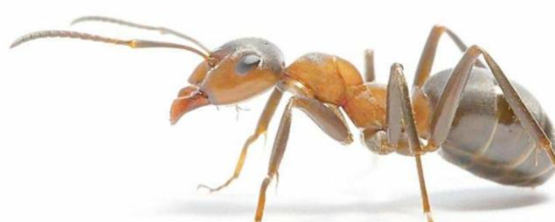 养蜜蜂怎么防止蚂蚁，详细介绍