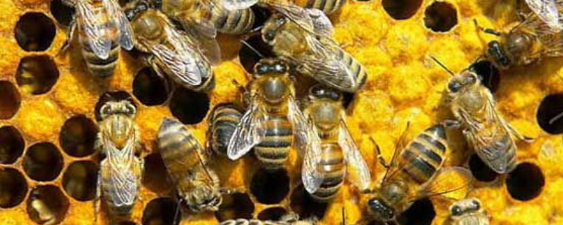 怎样人工培育蜂王，附人工培育蜂王的主要工具