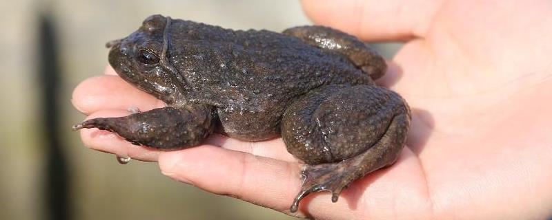石蛙和蟾蜍的区别，石蛙有什么功效
