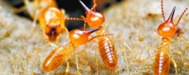 白蚁和蚂蚁的区别，详细介绍