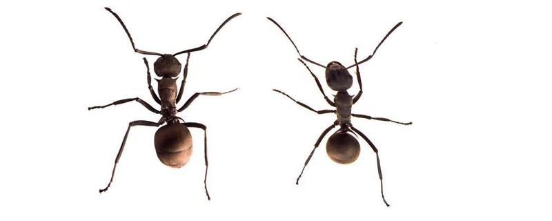 蚂蚁族群的职能分工，蚂蚁是典型的社会性群体