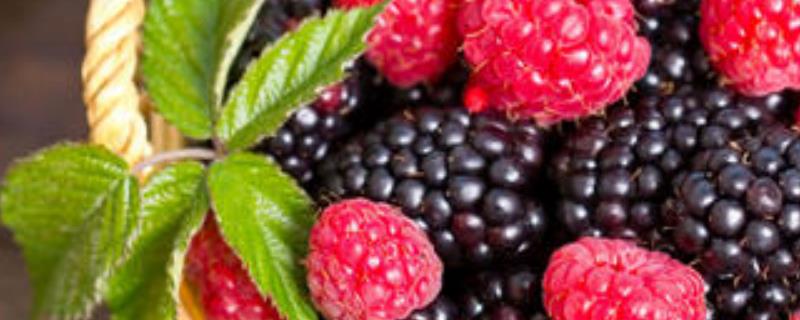 桑葚和树莓的区别，详情介绍