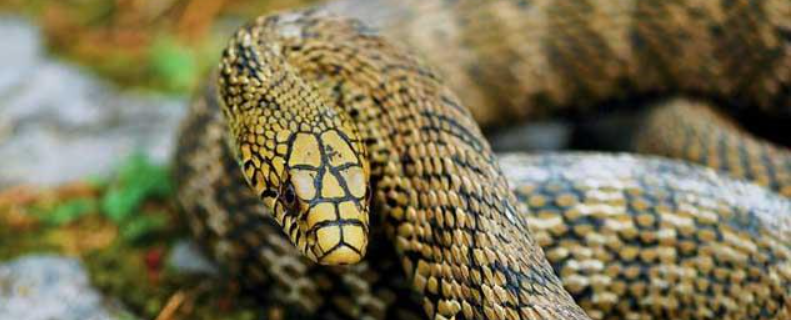 大王蛇是保护动物吗？附大王蛇咬人有毒吗