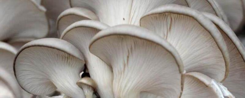 野生蘑菇怎么鉴别？野生蘑菇中毒的症状有哪些