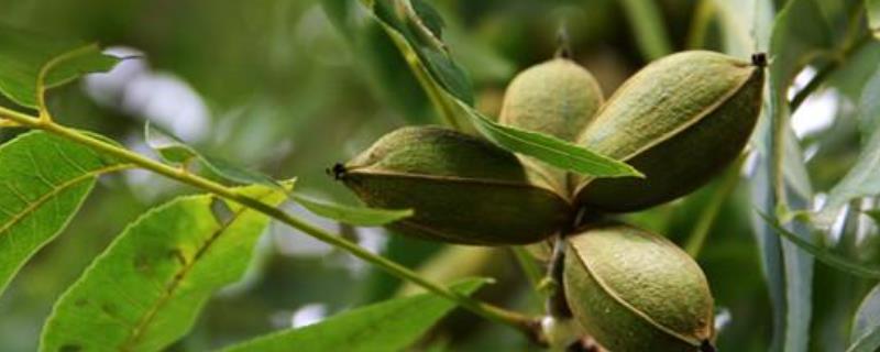 碧根果树苗价格及种植方法，原产北美大陆的美国和墨西哥北部