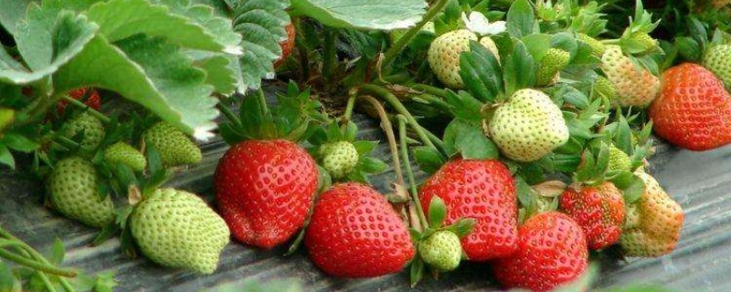大棚草莓的种植技巧，草莓种植注意事项