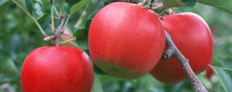 苹果树老掉苹果的原因，附苹果树掉苹果怎么办