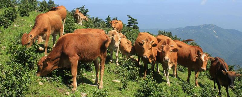 提高黄牛繁殖力的技术，加强饲养管理