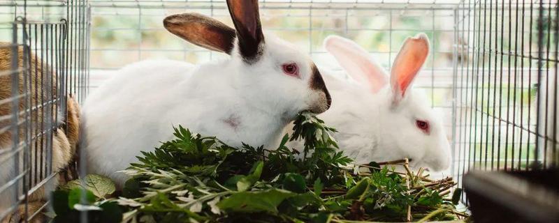 肉兔养殖成本和利润，种兔和商品兔的成本