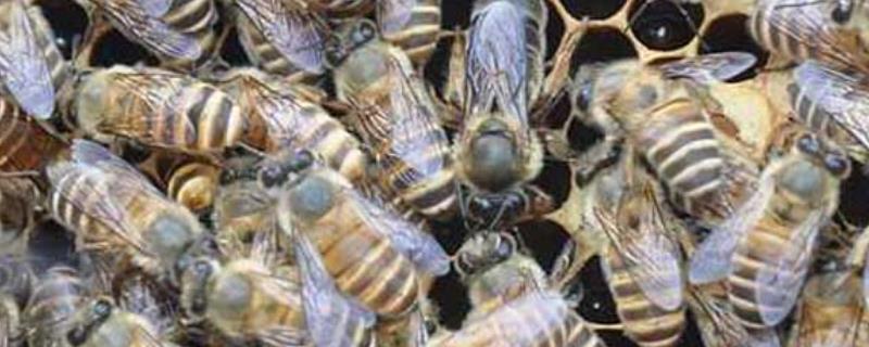 为什么中蜂老是失王，中蜂失王主要是由蜂种特性决定的