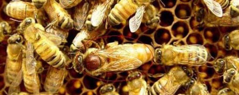 养蜂怎样人工育王，人工育王的条件是什么