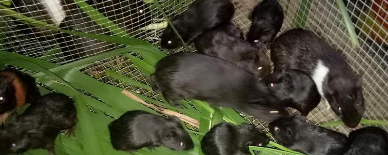 黑豚鼠养殖前景和经济价值，黑豚养殖的优势