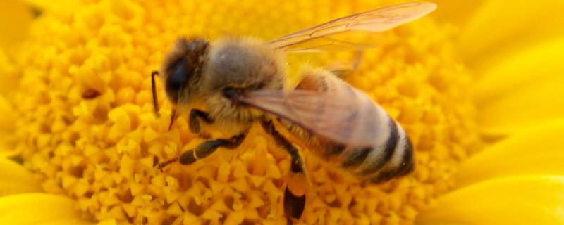蜜蜂怎么育王全部过程，蜂王的质量很重要