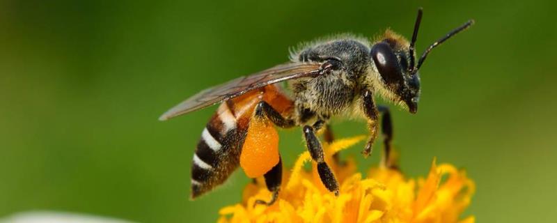 怎么诱蜂最容易来蜂？诱蜂成功与否的关键是什么