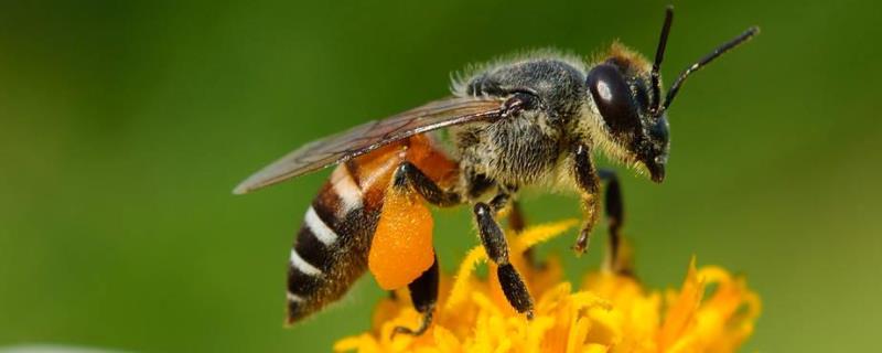 蜜蜂春繁管理技术有哪些？春繁时间宜迟不宜早