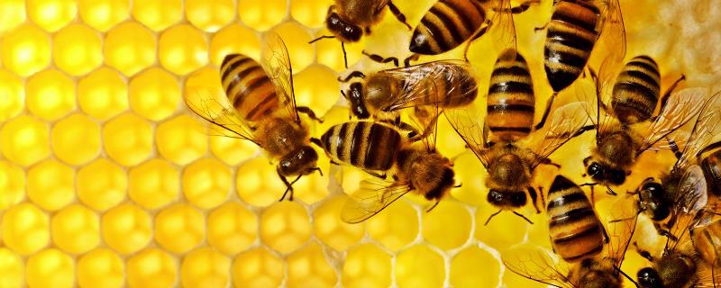 为什么蜜蜂越养越少了，主要原因有哪些